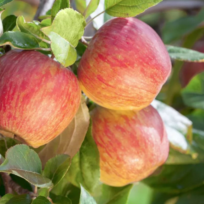 Obelis (Malus) 'Šampion'
