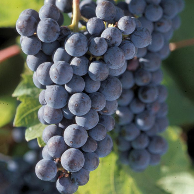 Vynmedis (Vitis) 'Marquette'