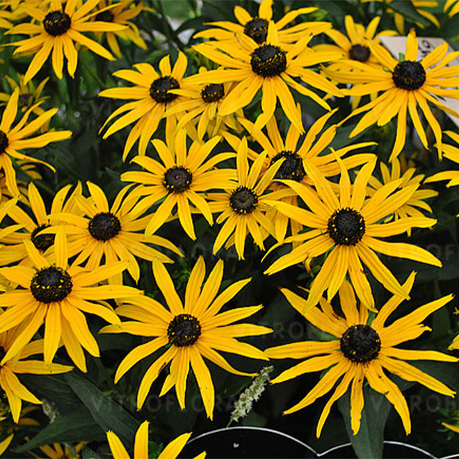 Rudbekija (Rudbeckia fulgida) 'Goldsturm' krūmas ilgai žydi geltoni žiedai