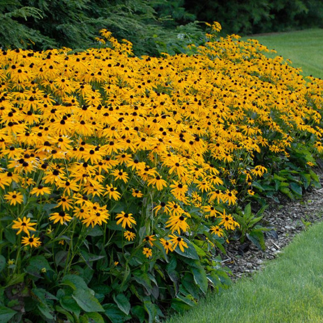 Rudbekija (Rudbeckia fulgida) 'Goldsturm' krūmas ilgai žydi geltoni žiedai