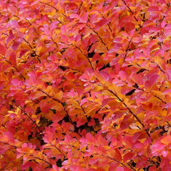 Lanksva beržalapė (Spiraea betulifolia) 'Tor'