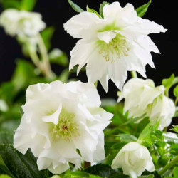 Eleboras (Helleborus) mix