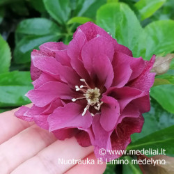 Eleboras (Helleborus) mix