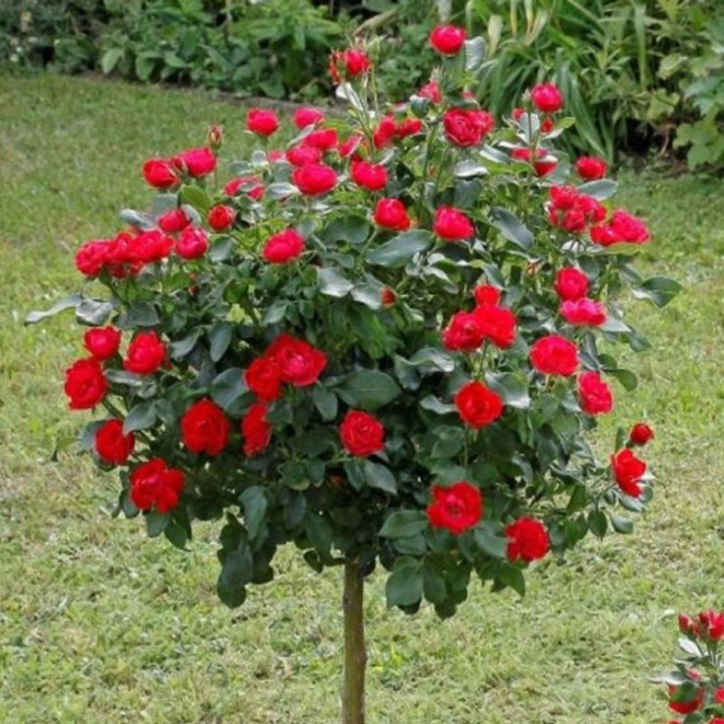 Rožė (Rosa) 'Nina Weibull' medelis
