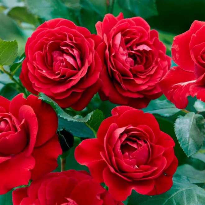 Rožė (Rosa) 'Nina Weibull' medelis