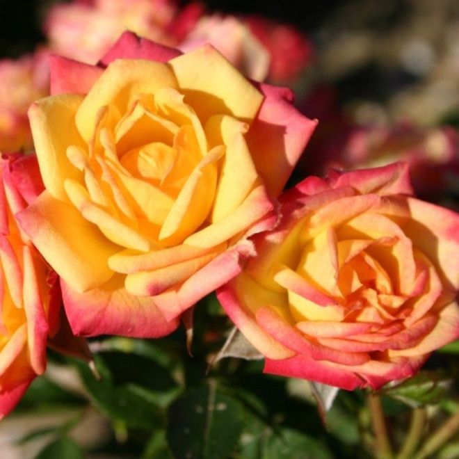 Rožė (Rosa) Watykan medelis