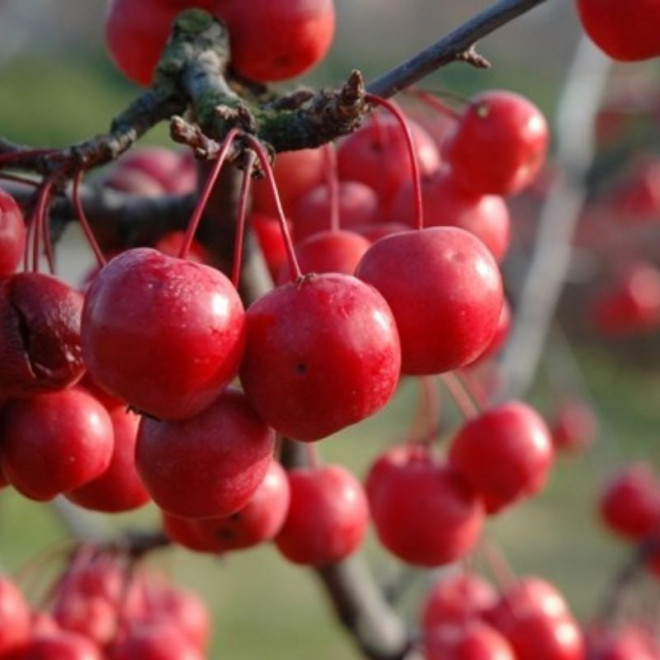 Obelis purpurinė (Malus x purpurea) 'Ola'