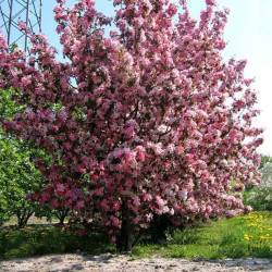 Obelis purpurinė (Malus x purpurea) 'Ola'