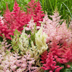Astilbė kininė (Astilbe chinensis) mix