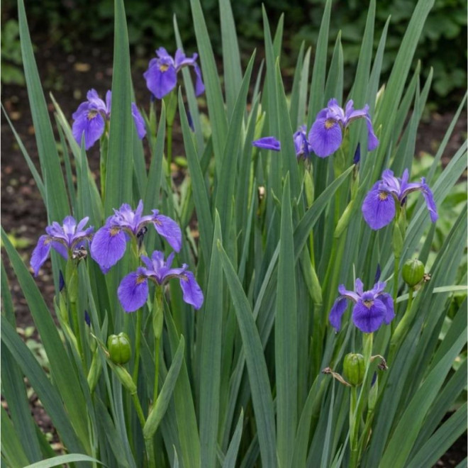 Vilkdalgis geltonasis (Iris pseudacorus) 'Caerulea'