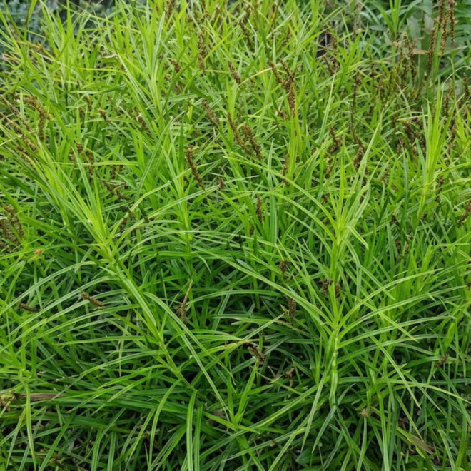 Viksva (Carex muskingumensis)