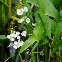 Papliauška plačialapė (Sagittaria latifolia) 'Jumbo'