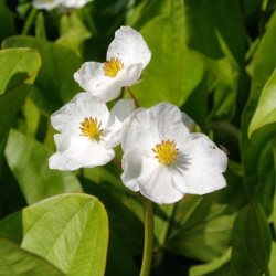 Papliauška plačialapė (Sagittaria latifolia) 'Jumbo'