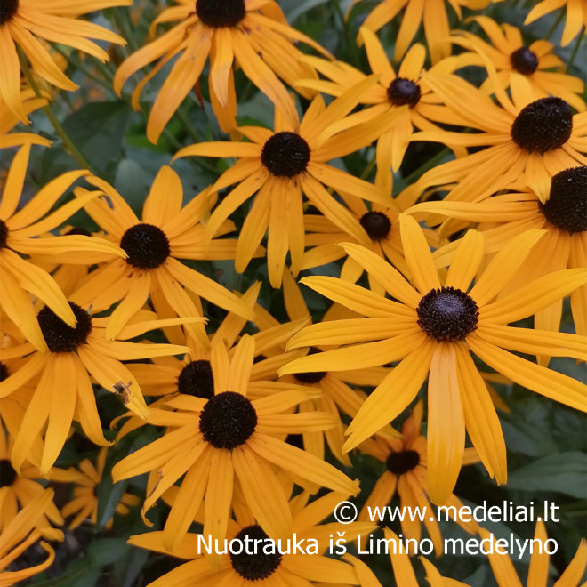Rudbekija (Rudbeckia fulgida) 'Goldsturm' krūmas ilgai žydi geltoni žiedai