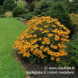 Rudbekija (Rudbeckia fulgida) 'Goldsturm' krūmas ilgai žydi geltoni žiedai