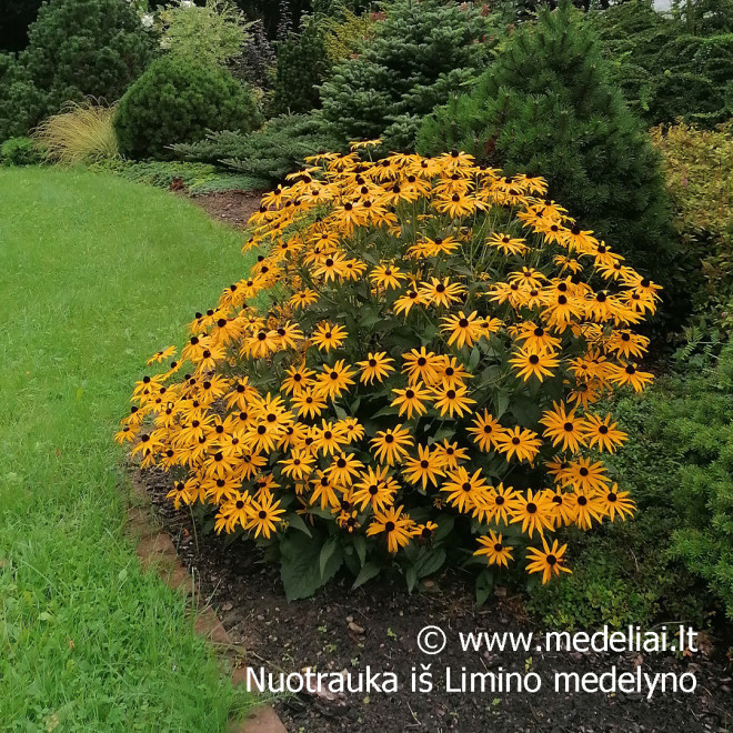 Rudbekija (Rudbeckia fulgida) 'Goldsturm' krūmas ilgai žydi geltoni žiedai