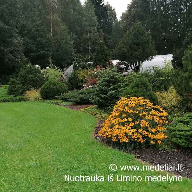 Rudbekija (Rudbeckia fulgida) 'Goldsturm' krūmas ilgai žydi geltoni žiedai