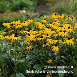 Rudbekija (Rudbeckia fulgida) 'Goldsturm' krūmas ilgai žydi geltoni žiedai