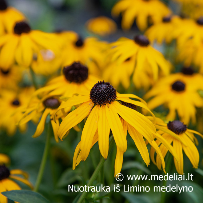 Rudbekija (Rudbeckia fulgida) 'Goldsturm' krūmas ilgai žydi geltoni žiedai