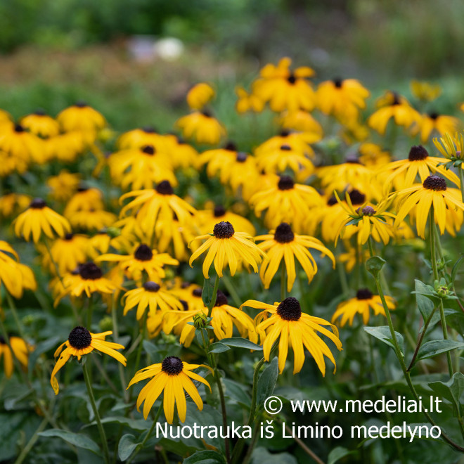 Rudbekija (Rudbeckia fulgida) 'Goldsturm' krūmas ilgai žydi geltoni žiedai