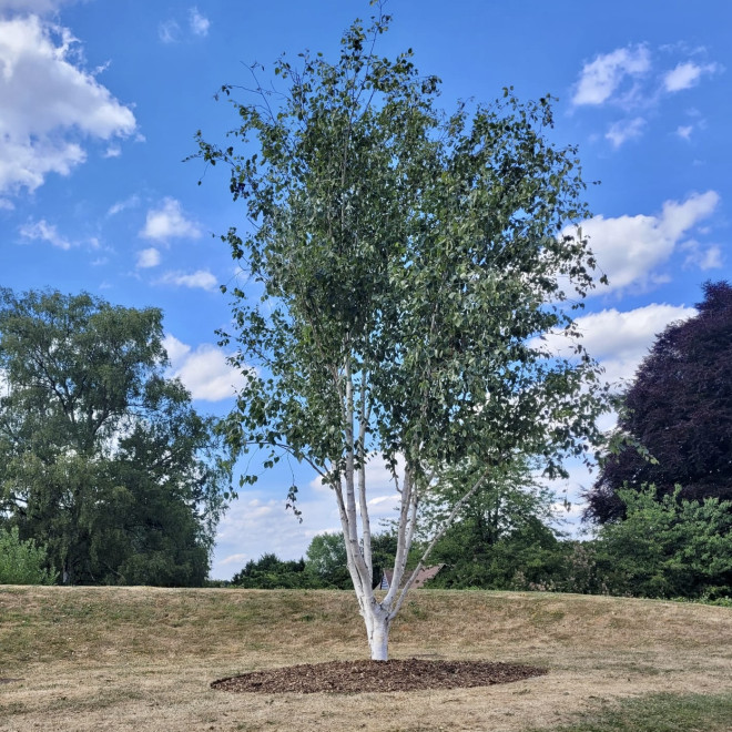 Beržas himalajinis (Betula utilis) 'Jacquemontii' DAUGIAKAMIENIS
