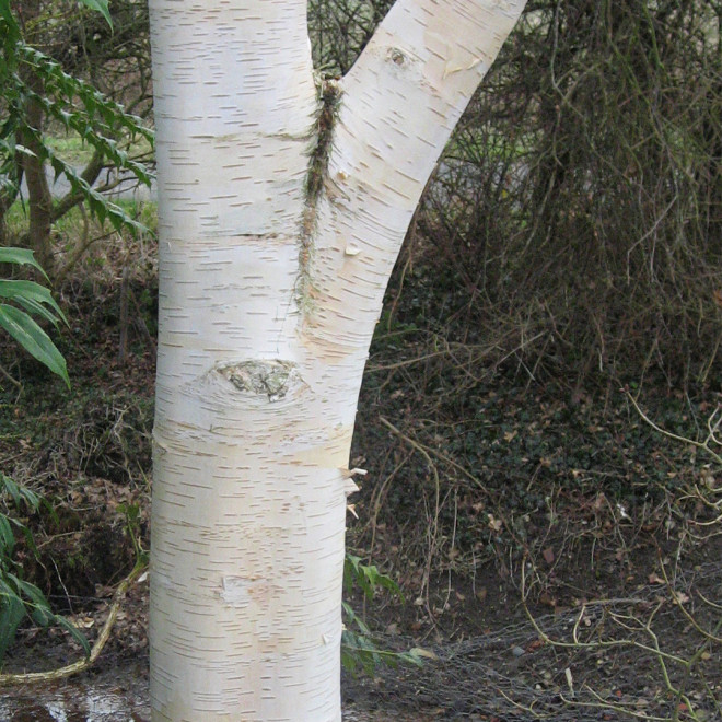 Beržas himalajinis (Betula utilis) 'Jacquemontii' DAUGIAKAMIENIS