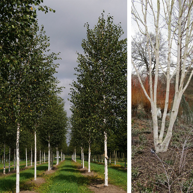 Beržas himalajinis (Betula utilis) 'Jacquemontii' DAUGIAKAMIENIS