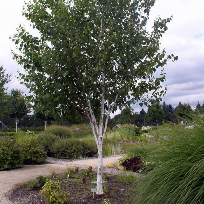 Beržas himalajinis (Betula utilis) 'Jacquemontii' DAUGIAKAMIENIS