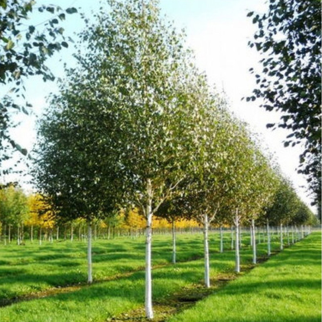 Beržas himalajinis (Betula utilis) 'Jacquemontii' DAUGIAKAMIENIS