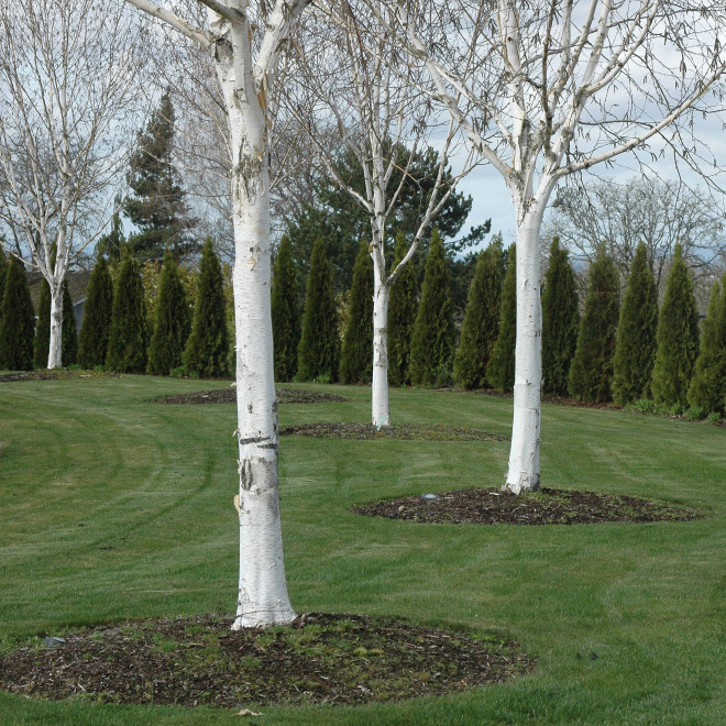 Beržas himalajinis (Betula utilis) 'Jacquemontii' DAUGIAKAMIENIS