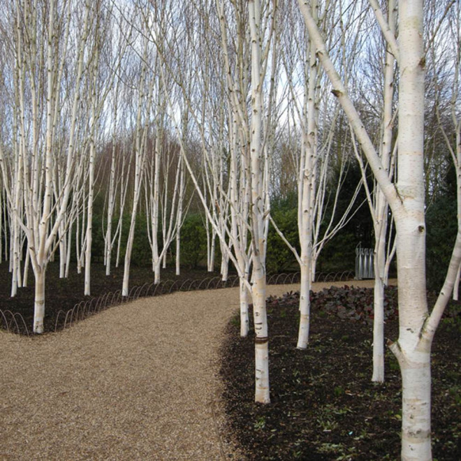 Beržas himalajinis (Betula utilis) 'Jacquemontii' DAUGIAKAMIENIS