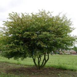 Ožekšnis sparnuotasis (Euonymus alatus) rudenį raudonas