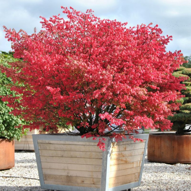 Ožekšnis sparnuotasis (Euonymus alatus) rudenį raudonas