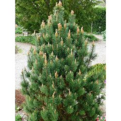 Pušis kalninė (Pinus mugo) 'Columbo'