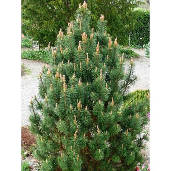 Pušis kalninė (Pinus mugo) 'Columbo'