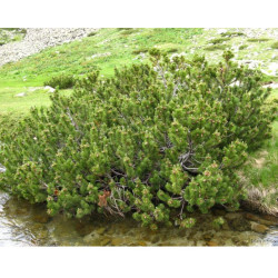 Pušis kalninė (Pinus mugo) 'Hallada'