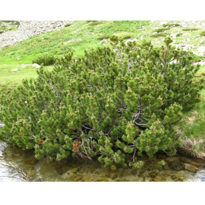 Pušis kalninė (Pinus mugo) 'Hallada'