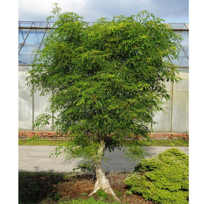 Kaštonas paprastasis (Aesculus hippocastanum) 'Laciniata'