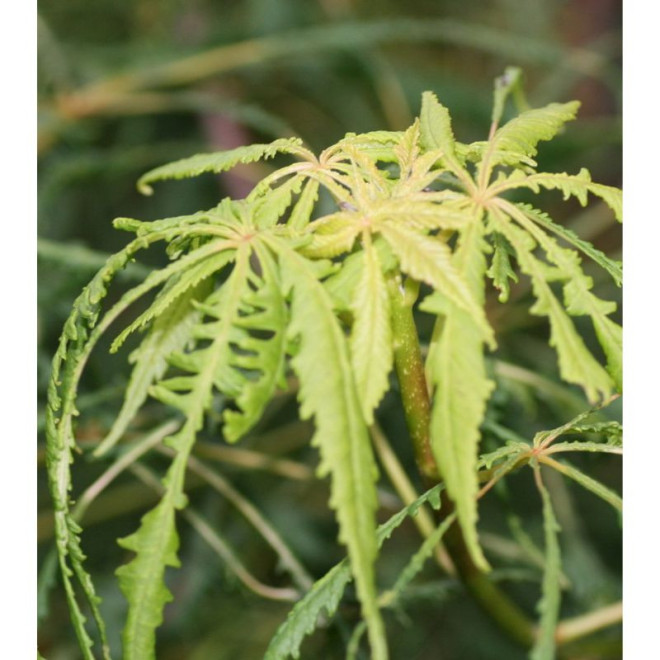 Kaštonas paprastasis (Aesculus hippocastanum) 'Laciniata'