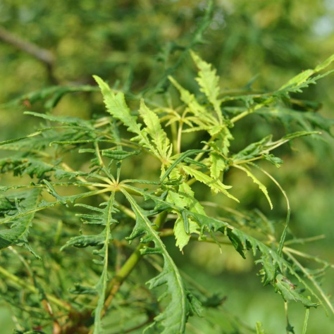 Kaštonas paprastasis (Aesculus hippocastanum) 'Laciniata'