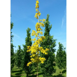 Ąžuolas paprastasis (Quercus robur) 'Concordia'