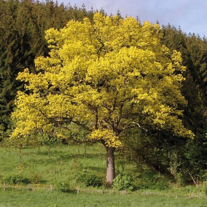 Ąžuolas paprastasis (Quercus robur) 'Concordia'