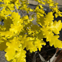 Ąžuolas paprastasis (Quercus robur) 'Concordia'
