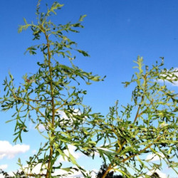 Ąžuolas paprastasis (Quercus robur) 'Posnania'