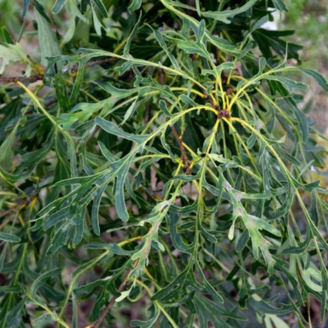 Ąžuolas paprastasis (Quercus robur) 'Posnania'