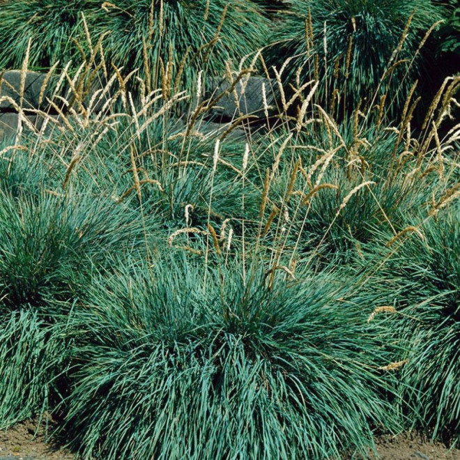 Kelerija melsvoji (Koeleria Glauca)