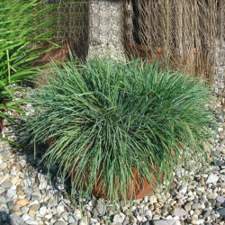 Kelerija melsvoji (Koeleria Glauca)