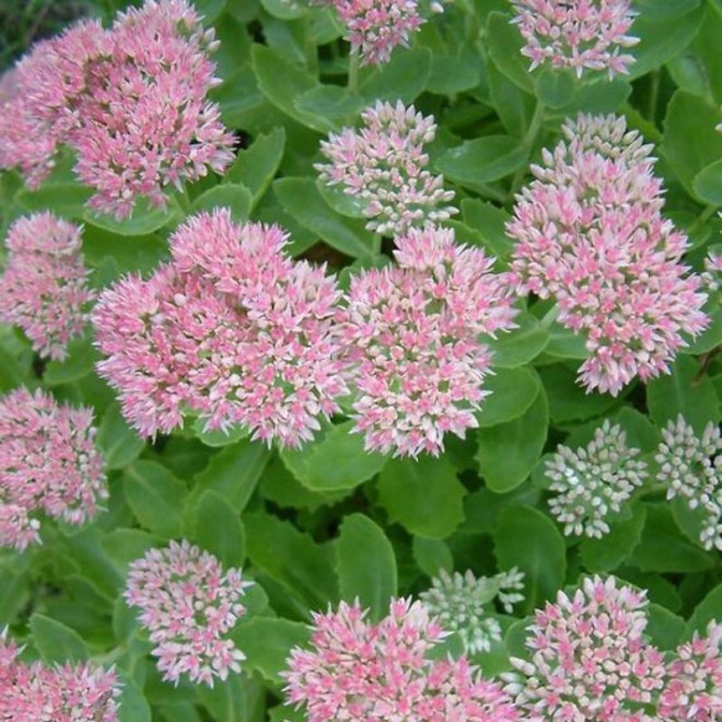 Šilokas (Sedum) 'Spectabile'