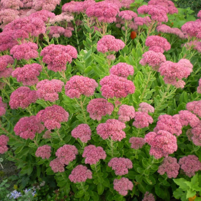 Šilokas (Sedum) 'Spectabile'