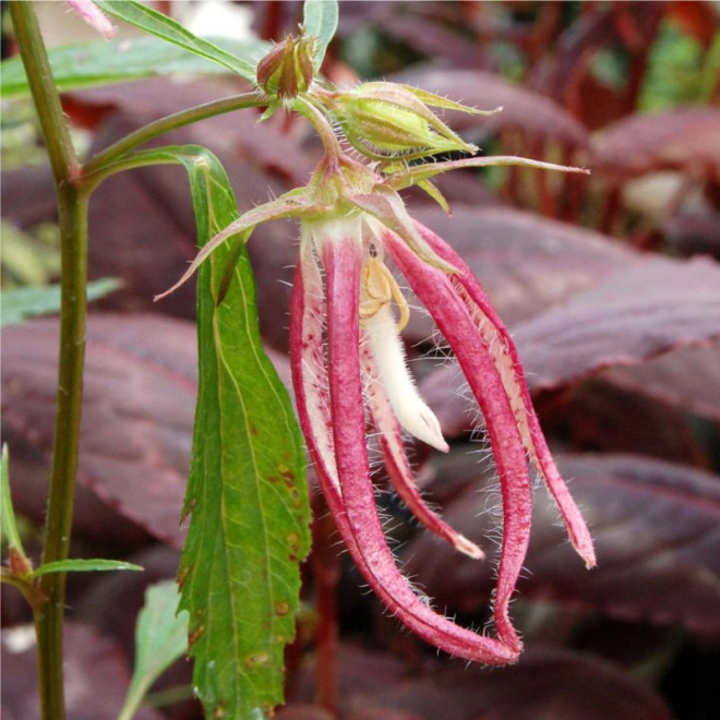 Katilėlis (Campanula) 'Pink Octopus'